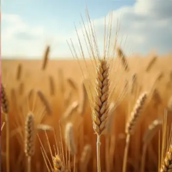 Wheat Allergy Wheat Allergy